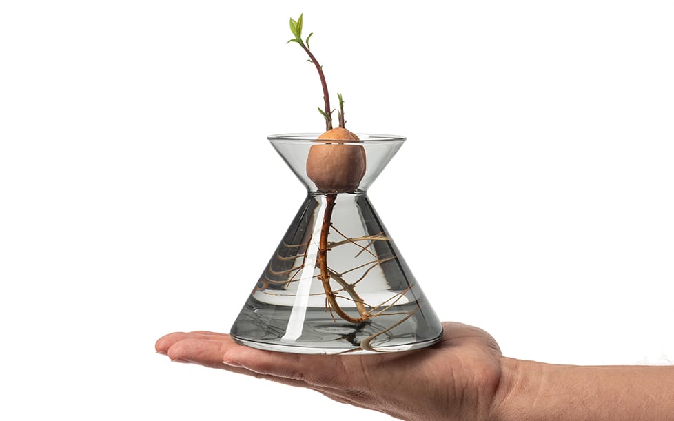 giovanni_tomasini_design_avocado_flask_amoroses_avocado_vase_growing_green_designer_04