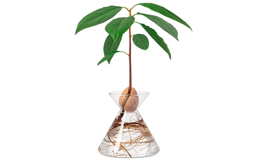 giovanni_tomasini_design_avocado_flask_amoroses_avocado_vase_growing_green_designer_06